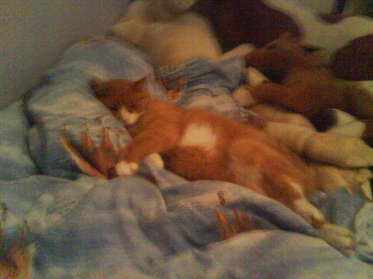 Huskat Thor billede 9