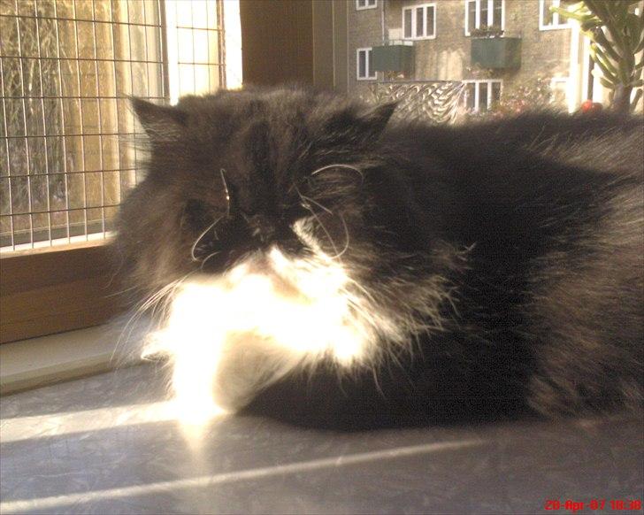 Perser Ludvig †  - ynglingspladsen billede 10