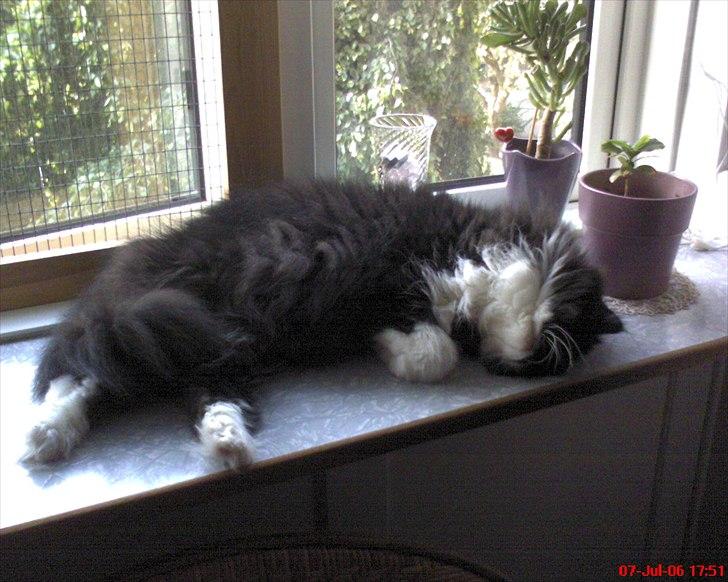 Perser Ludvig †  - snork....zzzzzz billede 11