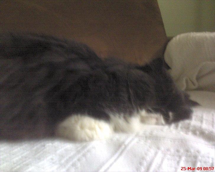 Perser Ludvig †  - afslapning... billede 12