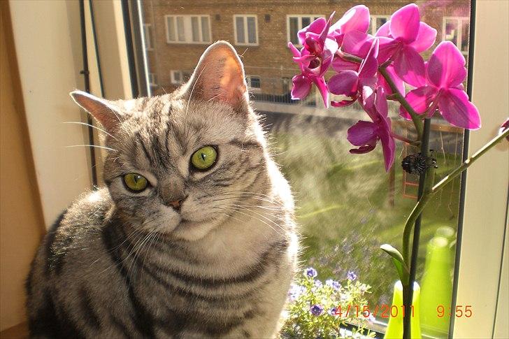 British Shorthair Albert - På sin ynglingsplads i solen billede 20