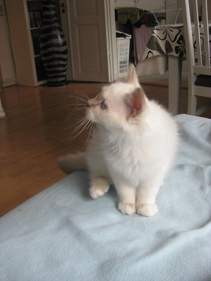 Hellig Birma Chicabee Tenzii - Nysgerrige kattemisser :) ! billede 2