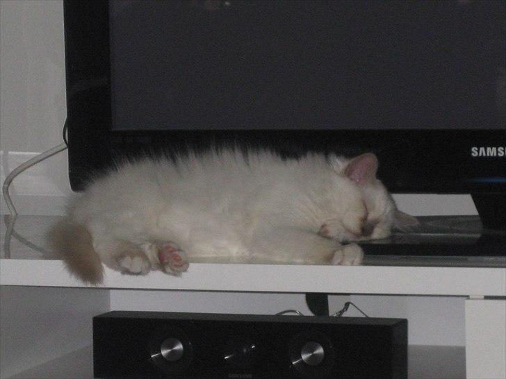 Hellig Birma Chicabee Tenzii - Tvet er MIT - om så jeg skal sove på det! :p billede 3