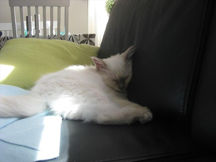 Hellig Birma Chicabee Tenzii billede 4