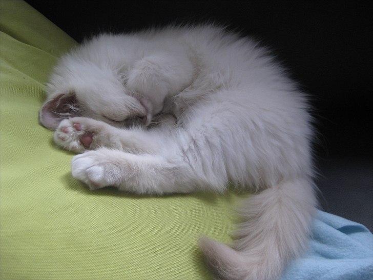 Hellig Birma Chicabee Tenzii billede 5