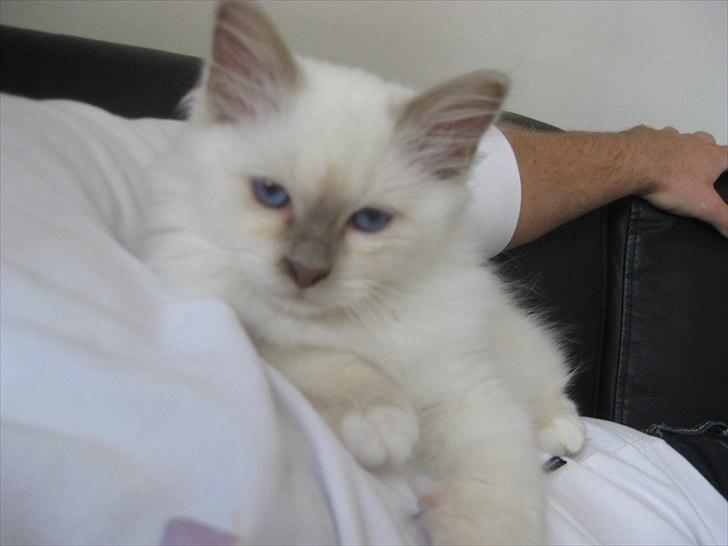 Hellig Birma Chicabee Tenzii - Tenzii og "farmand" hygger på sofaen! billede 6