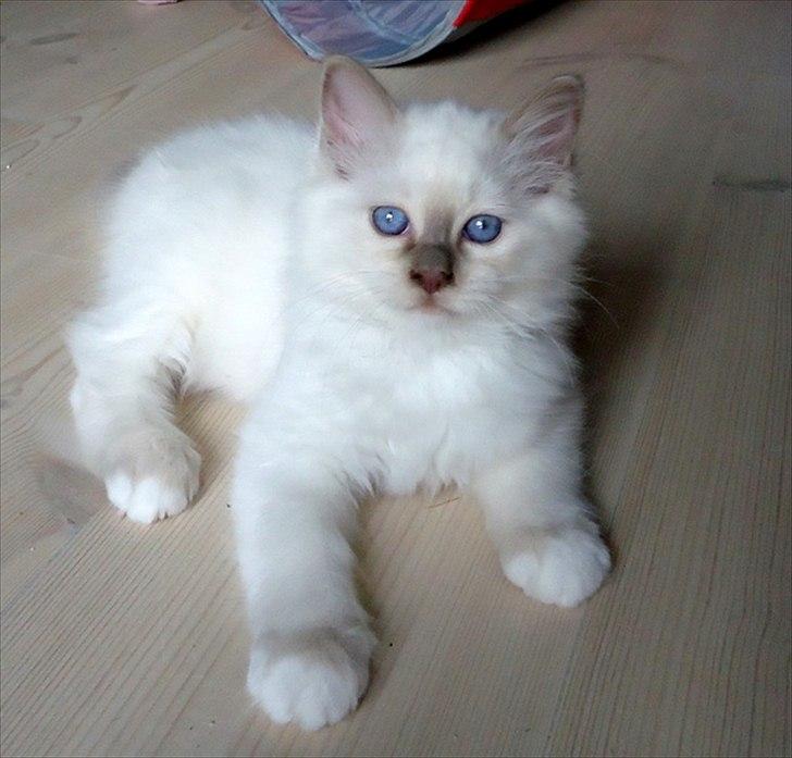 Hellig Birma Chicabee Tenzii - <3 billede 7