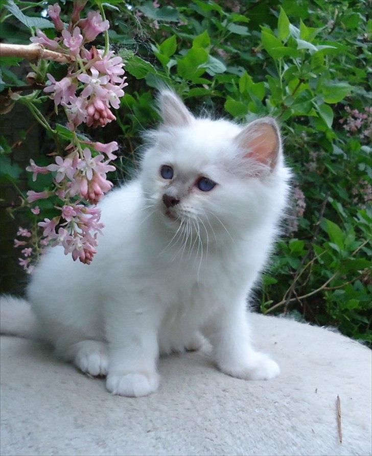 Hellig Birma Chicabee Tenzii billede 8