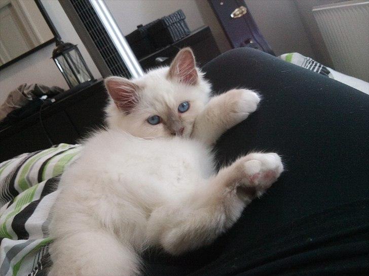 Hellig Birma Chicabee Tenzii - Charmetrolden! billede 9