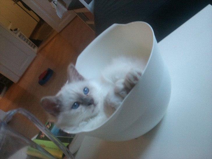 Hellig Birma Chicabee Tenzii - Når Tenzii bliver vejet vil han IKKE op af skålen igen ;D billede 10