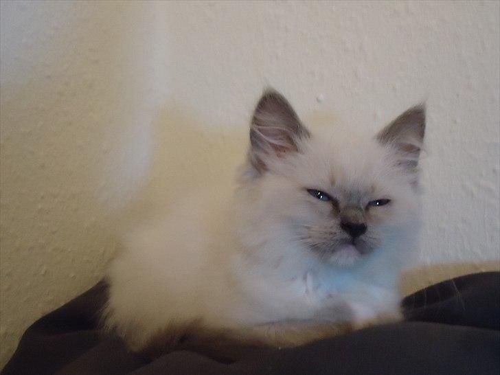 Ragdoll Merle billede 1