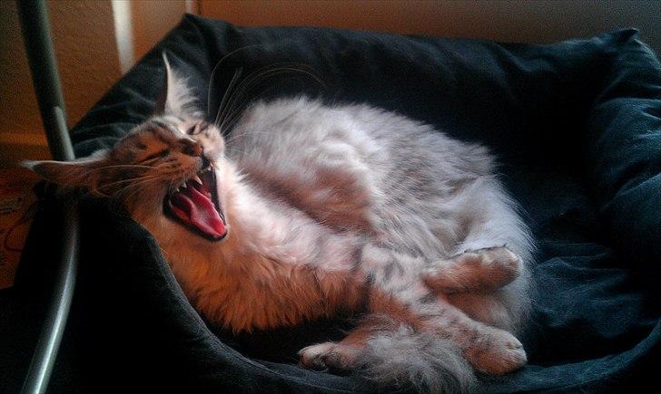 Maine Coon  Distiny (Tiny) billede 10