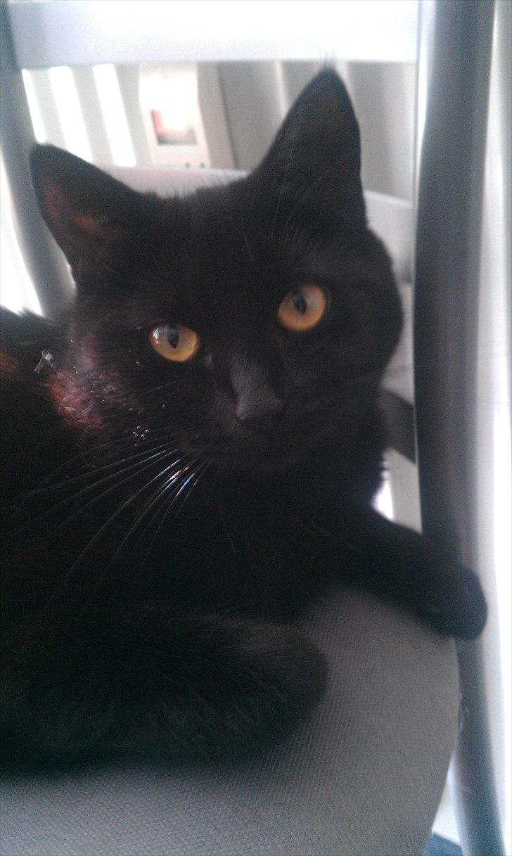 Blanding af racer Darth Vader aka Miv billede 20