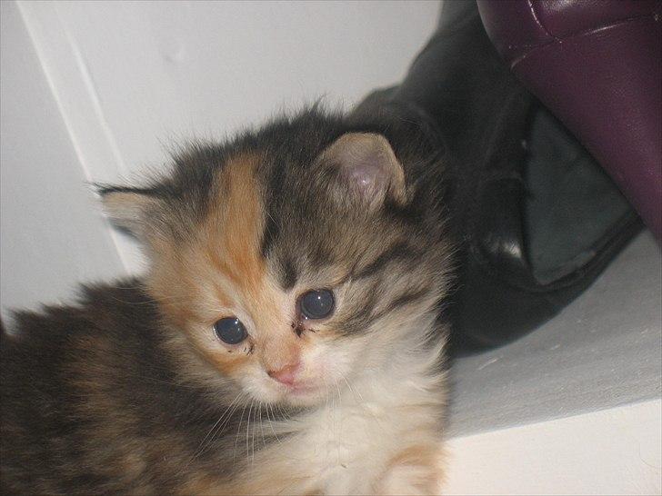 Huskat Zacho´s Freja billede 1