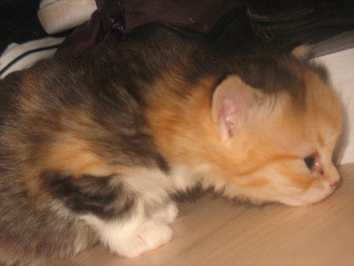 Huskat Zacho´s Freja billede 2