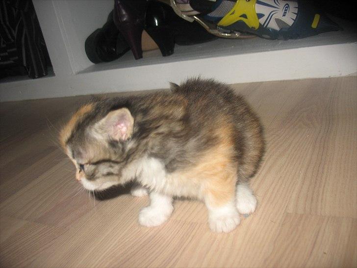 Huskat Zacho´s Freja billede 3