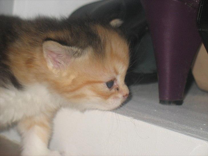 Huskat Zacho´s Freja billede 4