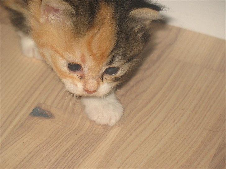 Huskat Zacho´s Freja billede 5