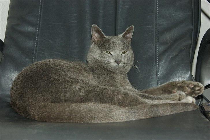 Huskat Grunk - Det her er MIN stol. billede 9