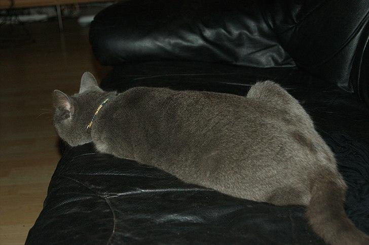 Huskat Grunk - Flader lige lidt ud.  billede 10