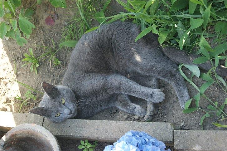 Huskat Grunk - Et dejligt køligt sted i den her varme.  billede 11