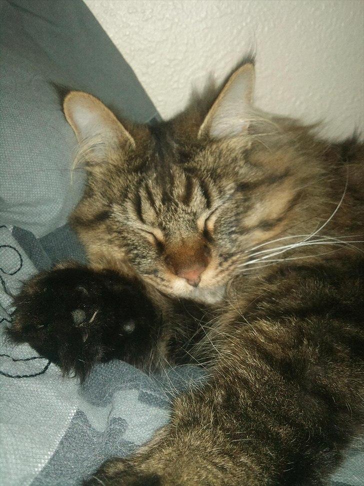 Maine Coon Nala - Nala tager i år 2010 :) billede 1