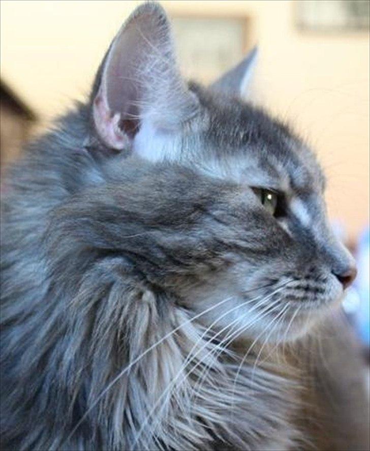 Blanding af racer Bailey billede 14