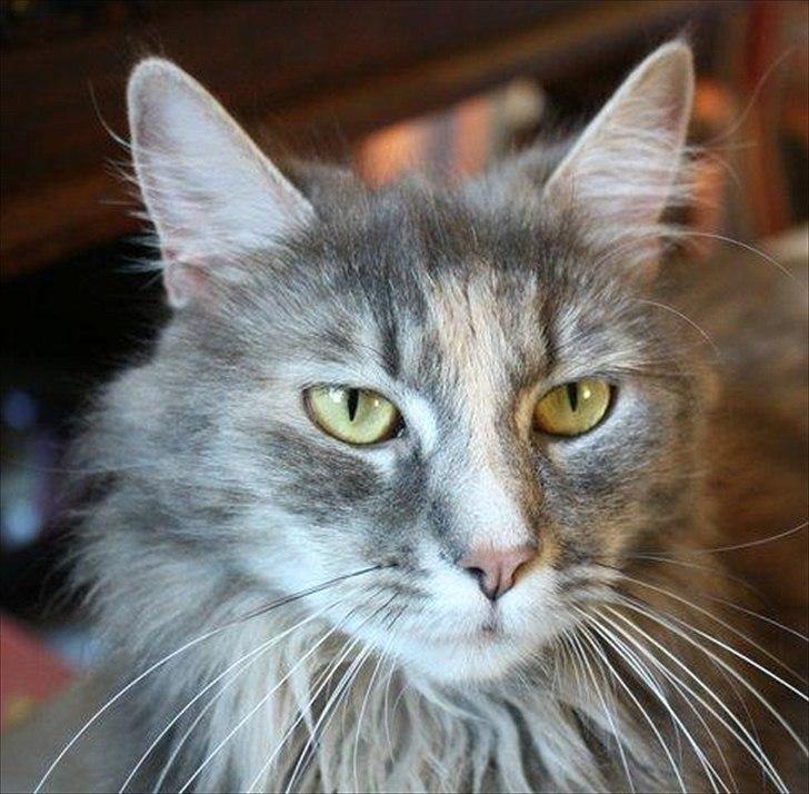 Blanding af racer Bailey billede 15