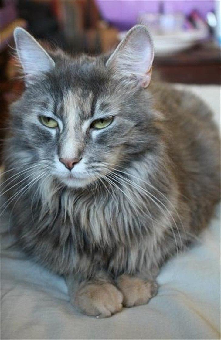 Blanding af racer Bailey billede 16