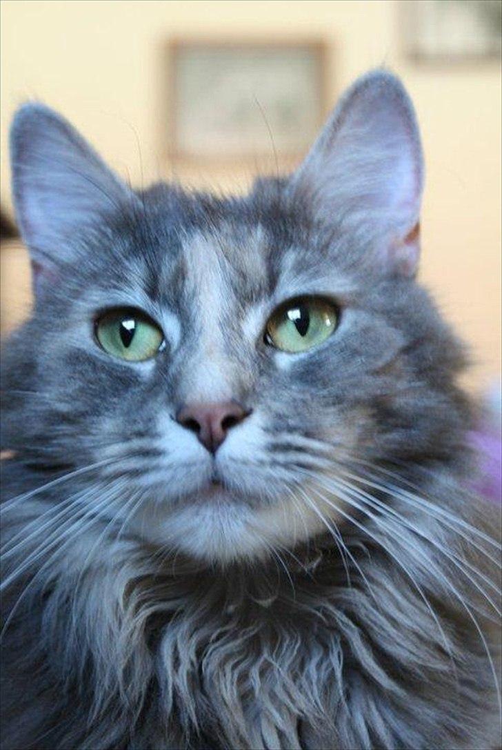 Blanding af racer Bailey billede 17