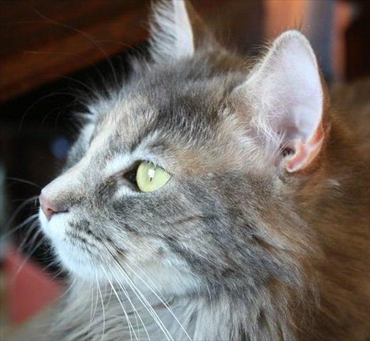 Blanding af racer Bailey billede 18