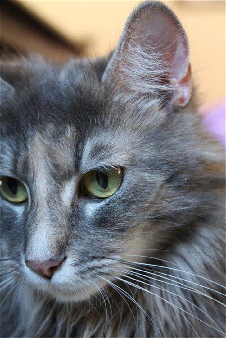 Blanding af racer Bailey billede 3