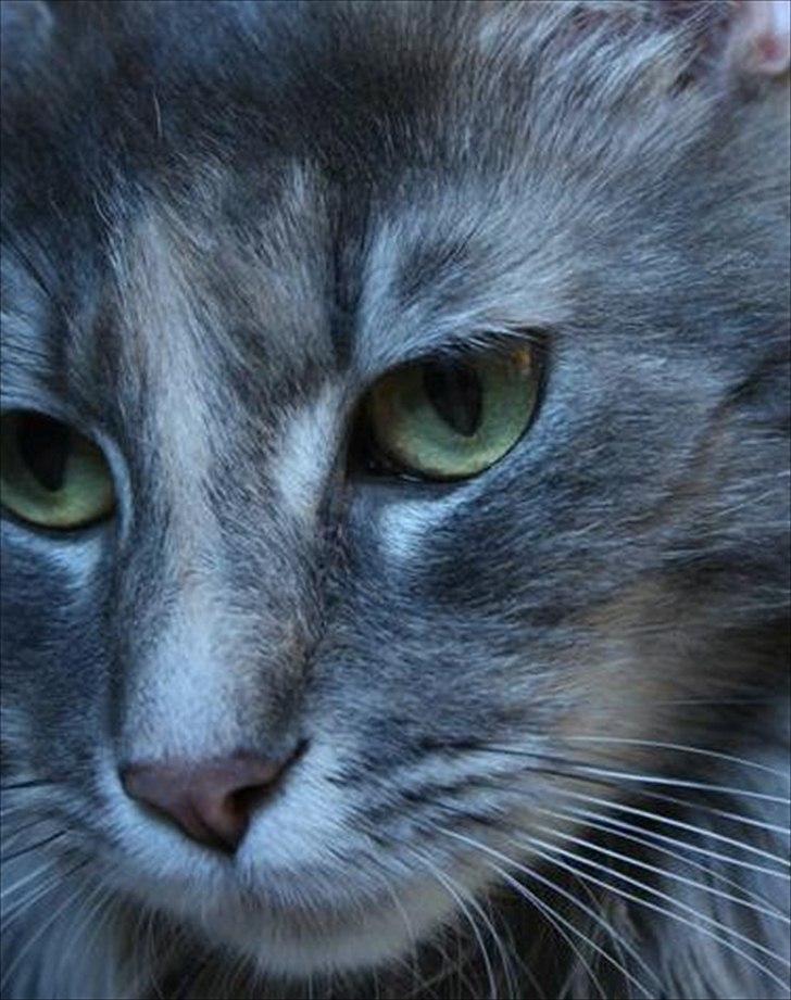 Blanding af racer Bailey billede 1