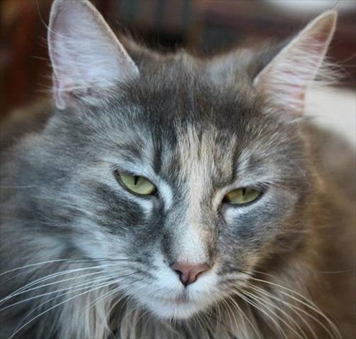 Blanding af racer Bailey billede 19