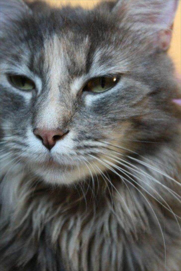 Blanding af racer Bailey billede 20