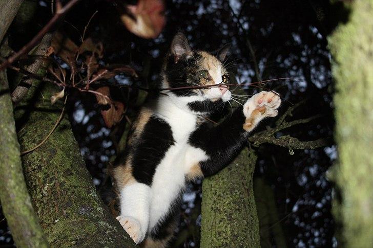 Huskat Küla billede 1