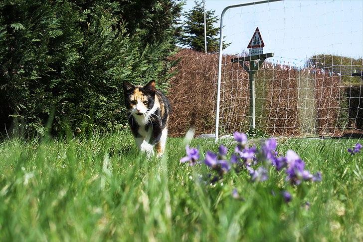 Huskat Küla billede 2