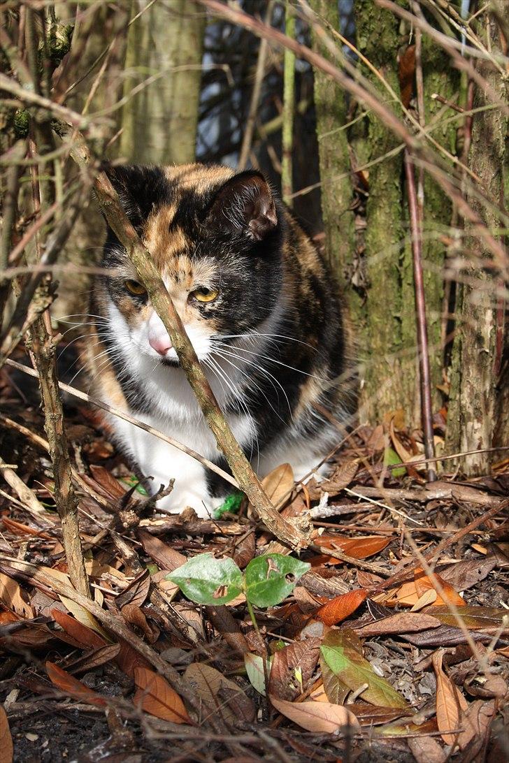 Huskat Küla billede 4