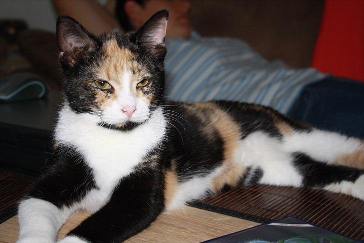 Huskat Küla billede 8