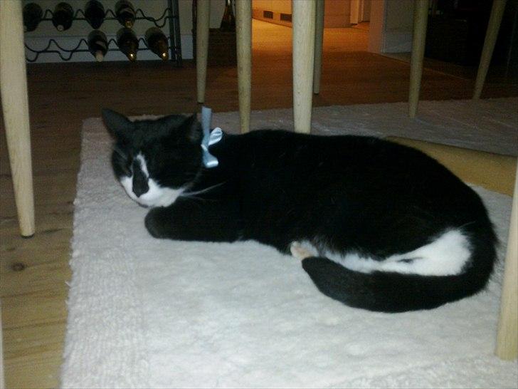 Huskat Felix billede 1