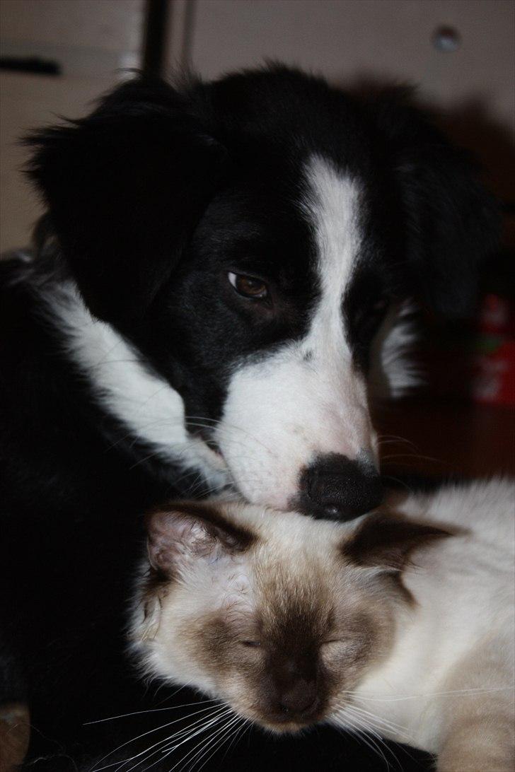 Hellig Birma Charlie billede 13