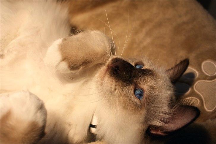 Hellig Birma Charlie billede 15