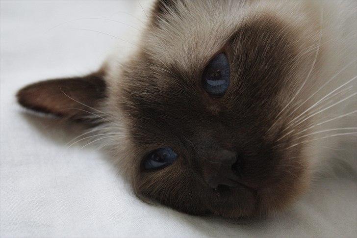 Hellig Birma Charlie billede 6