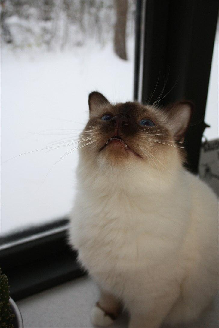 Hellig Birma Charlie billede 12