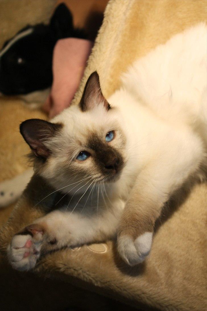 Hellig Birma Charlie billede 16