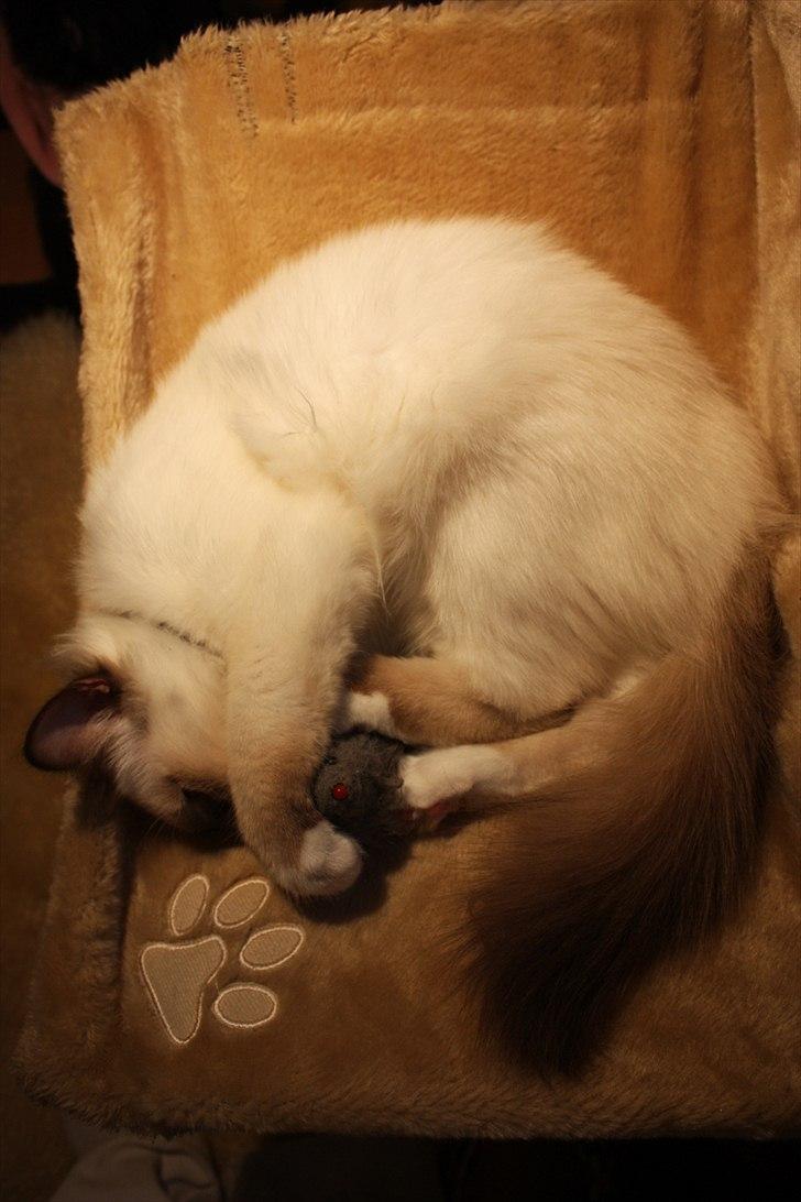 Hellig Birma Charlie billede 14