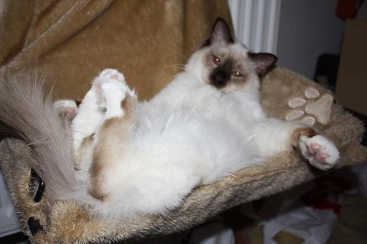 Hellig Birma Charlie billede 11