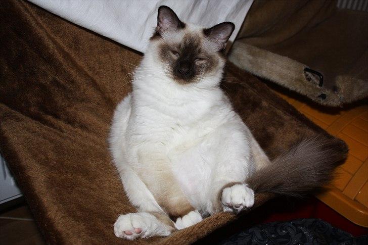 Hellig Birma Charlie billede 9