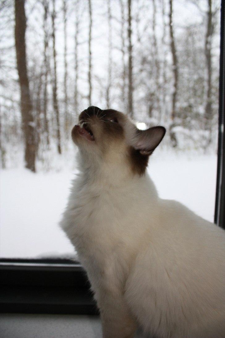 Hellig Birma Charlie billede 10