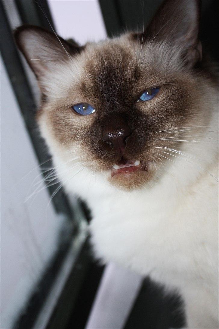 Hellig Birma Charlie billede 8